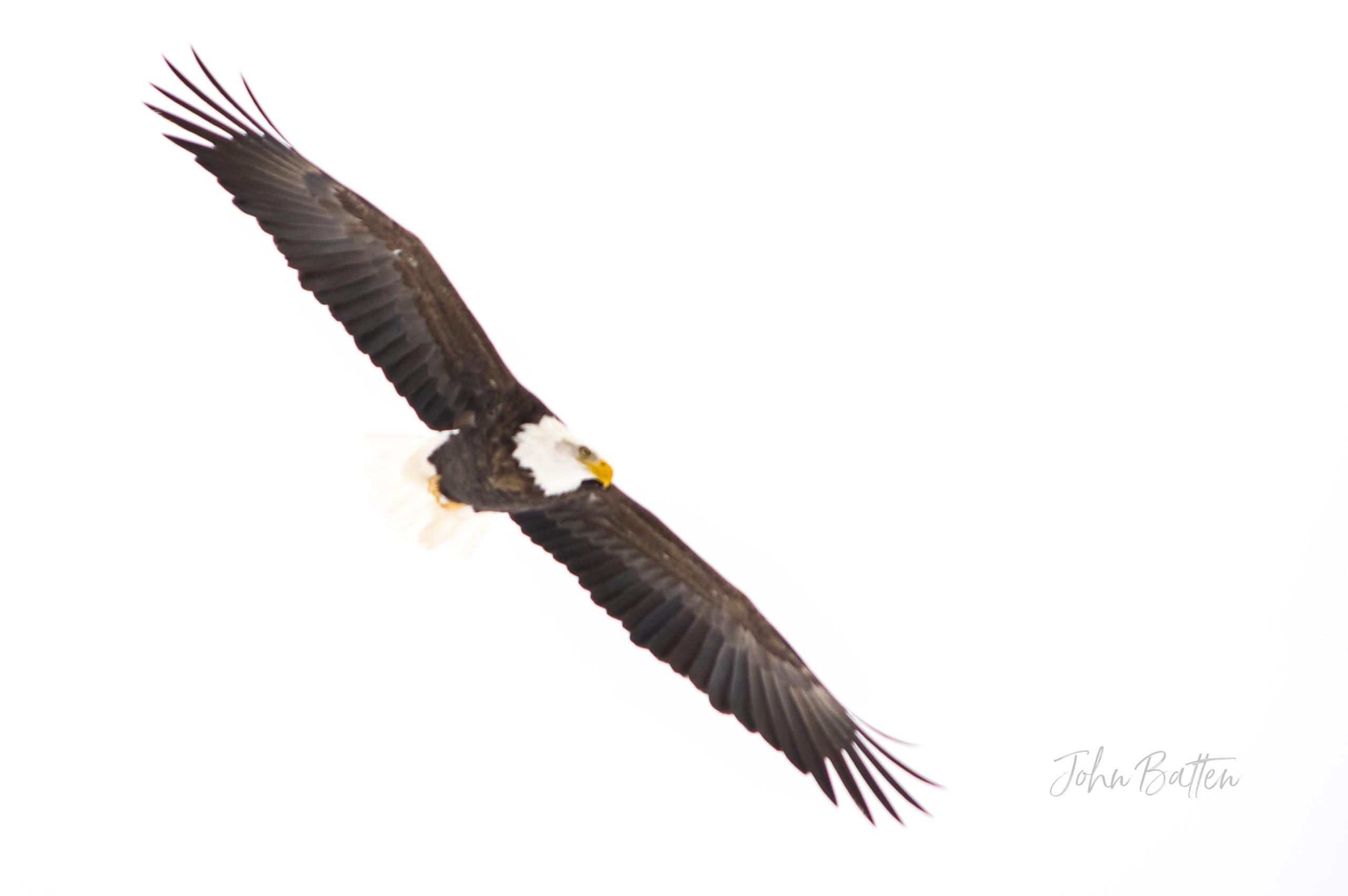Sheffield Mills Eagle Watch Nova Scotia