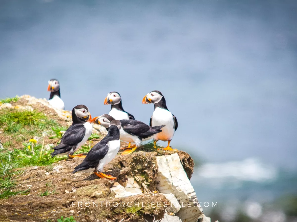 Puffin's celebrating the happy couple - photo by John Batten