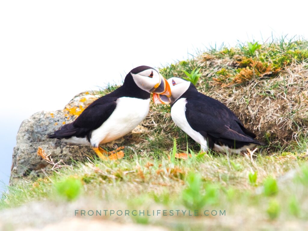 Puffins mate for life and more facts by John Batten