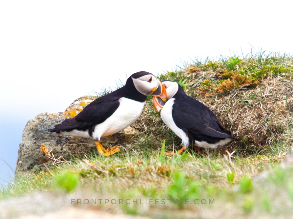 Puffins beak rubbing, photo by John Batten
