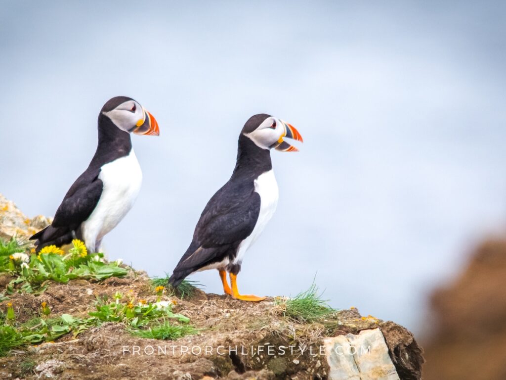 Adorable puffins on a ledge in Newfoundland, photo by John Batten