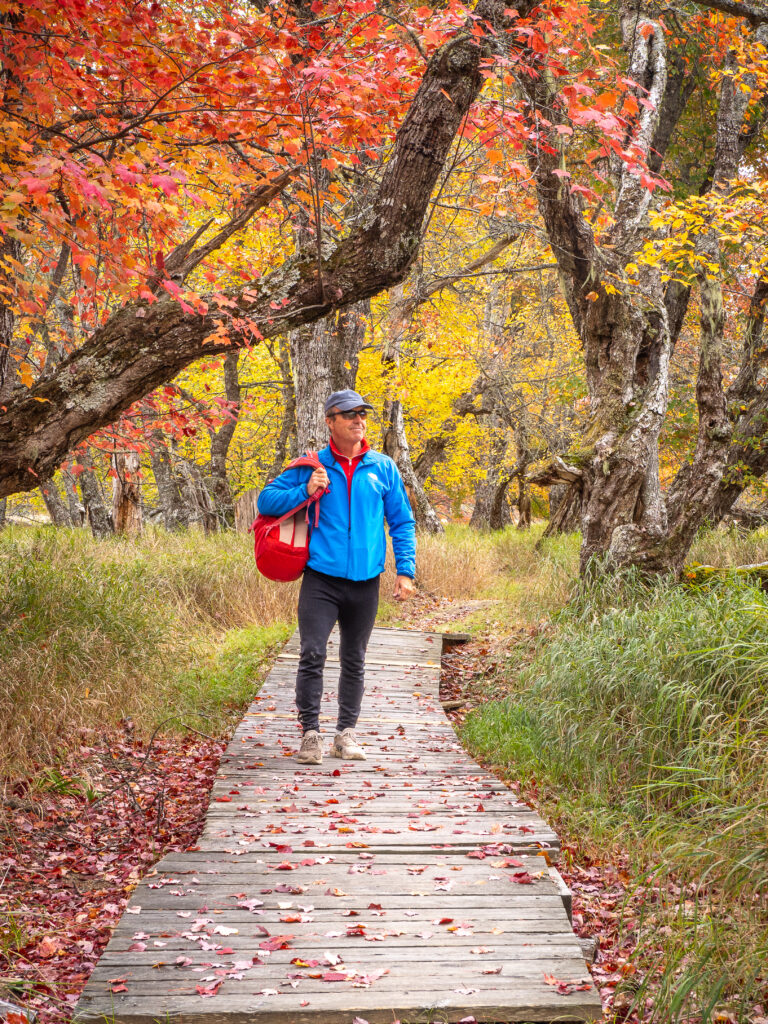 Hiker walking boardwalk trail through fall foliage tunnel in Kejimkujik National Park Nova Scotia